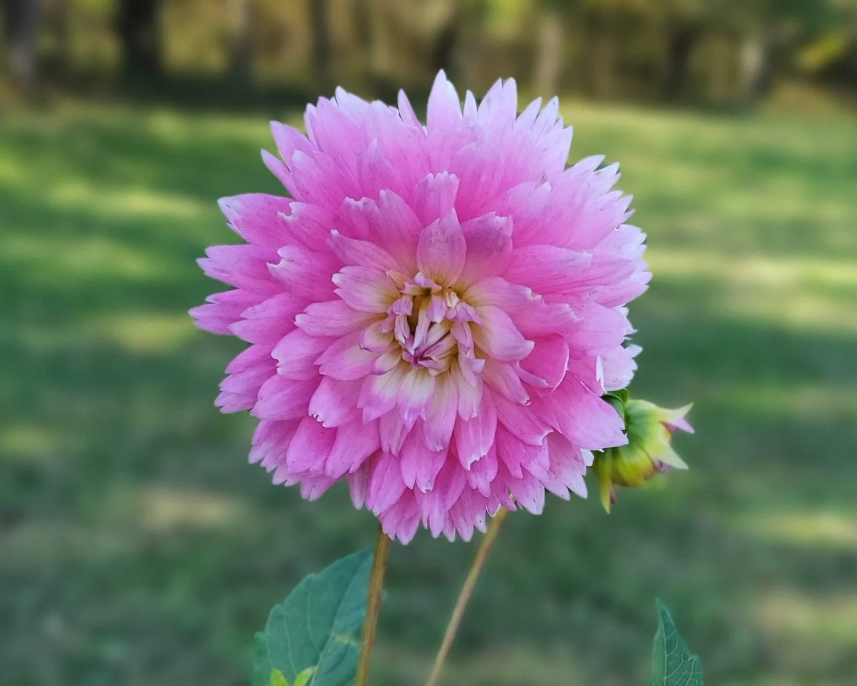 Dahlia Tuber Collection - Raspberry/Pink Shades — Goose Creek Gardens